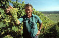 culegător